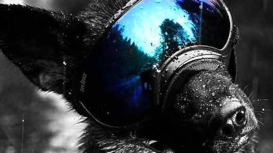 FREE COURSE Rex Specs Goggle Conditioning